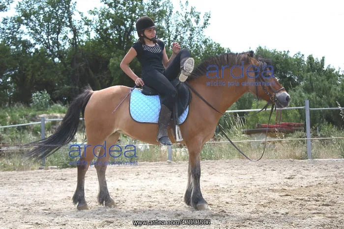 : Young rider performing a relaxation exercise : Young rider performing a relaxation exercise