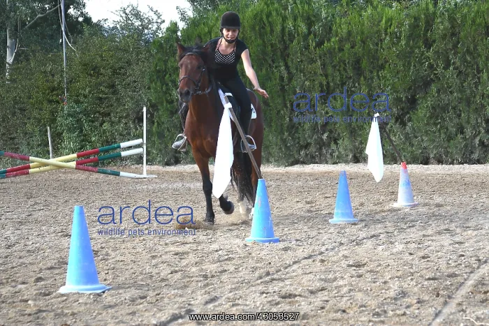 : Young rider playing at the pennants play : Young rider playing at the pennants play