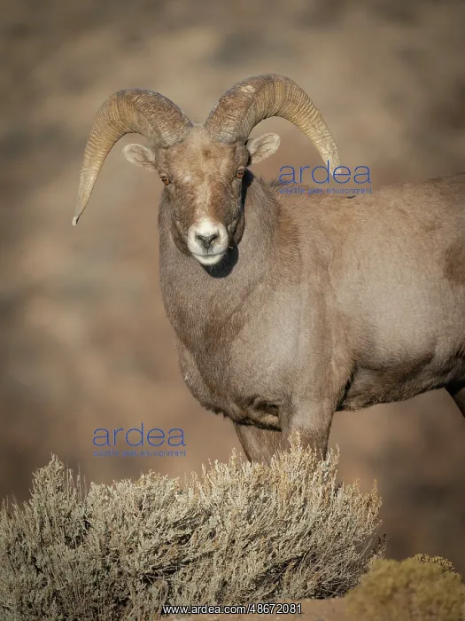  : Young Rocky Mountain bighorn ram during the rut along the