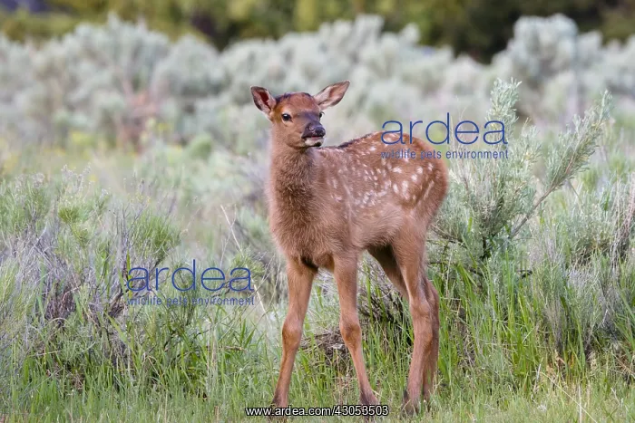 : Young Rocky Mountain Elk Calf (Cervus canadensis : Young Rocky Mountain Elk Calf (Cervus canadensis