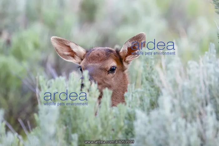 : Young Rocky Mountain Elk Calf (Cervus canadensis : Young Rocky Mountain Elk Calf (Cervus canadensis