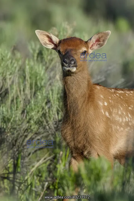 : Young Rocky Mountain Elk Calf (Cervus canadensis : Young Rocky Mountain Elk Calf (Cervus canadensis