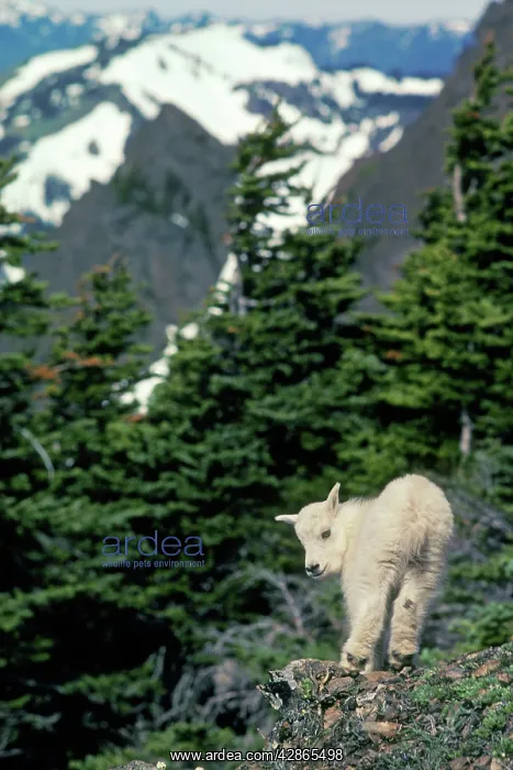 : Young Rocky Mountain Goat kid surveys his mountainous home : Young Rocky Mountain Goat kid surveys his mountainous home