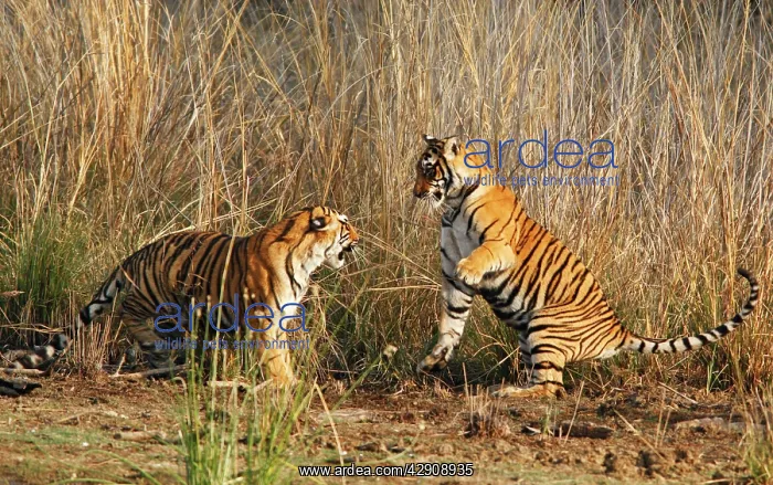 : Young Royal Bengal / Indian Tigers play-fighting : Young Royal Bengal / Indian Tigers play-fighting