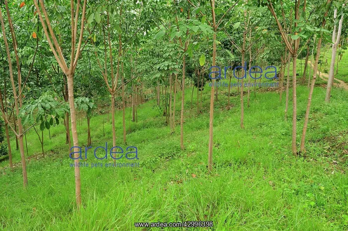 : Young rubber tree plantation - beside Gunung Leuser : Young rubber tree plantation - beside Gunung Leuser