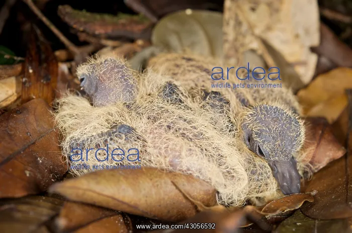 : Young Ruddy Quail-Doves on nest leaves French Guiana : Young Ruddy Quail-Doves on nest leaves French Guiana