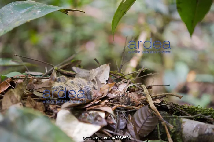 : Young Ruddy Quail-Doves on nest leaves French Guiana : Young Ruddy Quail-Doves on nest leaves French Guiana