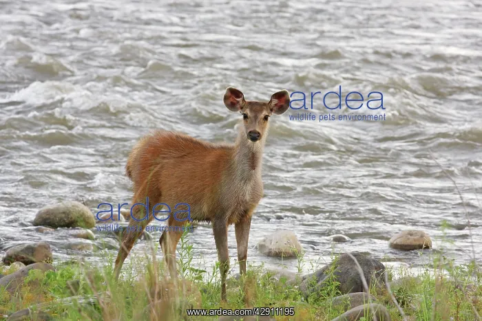 : Young Sambar deer : Young Sambar deer