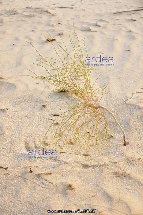 : Young Saxaul Tree - in Dew Forest habitat : Young Saxaul Tree - in Dew Forest habitat