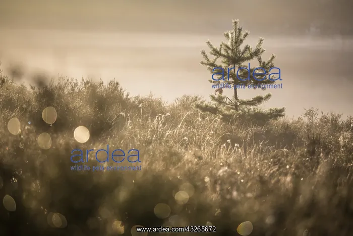 : Young Scots Pine (Pinus sylvestris) standing in : Young Scots Pine (Pinus sylvestris) standing in