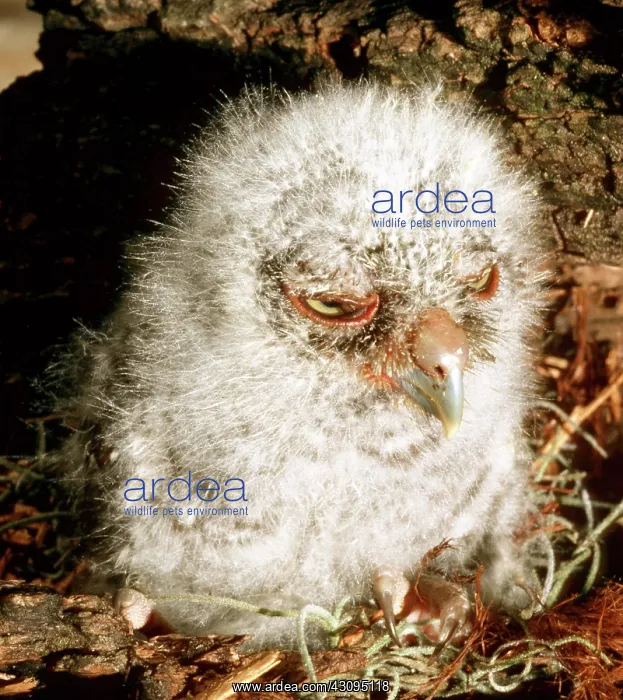 : Young Screech Owl : Young Screech Owl