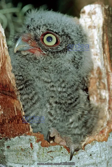 : Young Screech Owl (Otis asio) : Young Screech Owl (Otis asio)