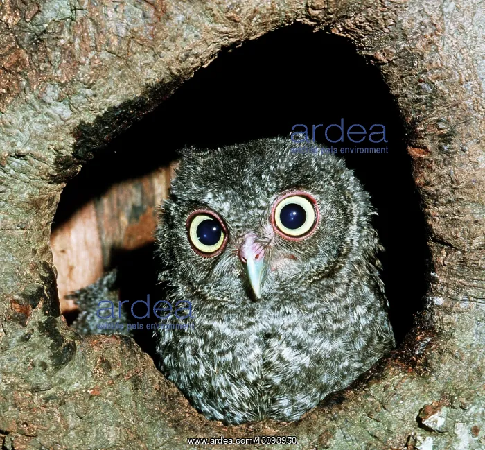 : Young Screech Owl (Otis asio) : Young Screech Owl (Otis asio)