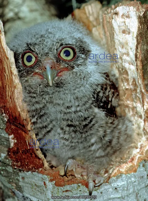  : Young Screech Owl (Otis asio)