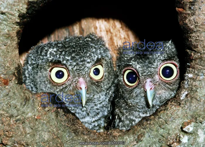 : Young Screech Owls (Otis asio) : Young Screech Owls (Otis asio)