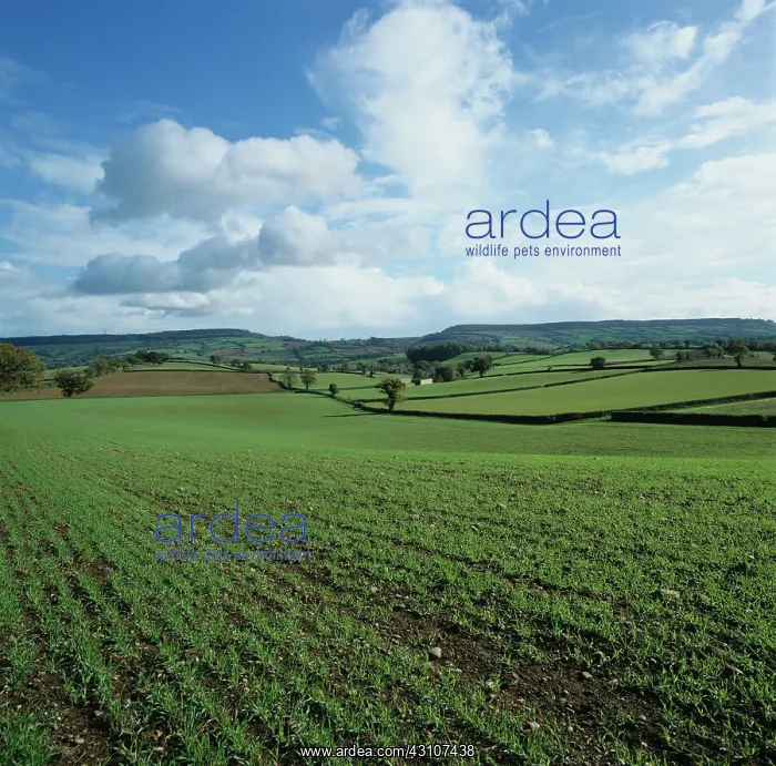 : Young seedling barley crop : Young seedling barley crop
