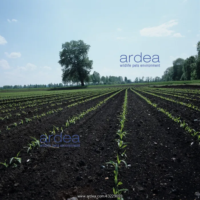 : Young seedling maize crop, Switzerland : Young seedling maize crop, Switzerland