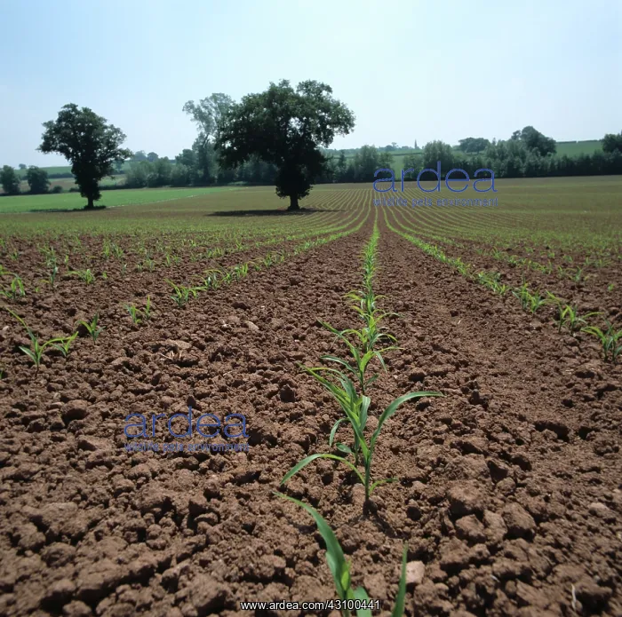 : Young seedling maize crop, UK : Young seedling maize crop, UK