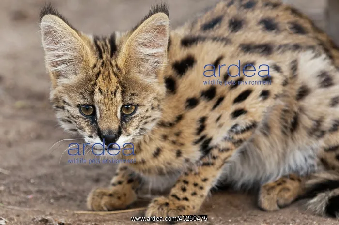 : Young Serval Cat (Felis serval), Captive : Young Serval Cat (Felis serval), Captive