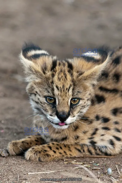 : Young Serval Cat (Felis serval), Captive : Young Serval Cat (Felis serval), Captive