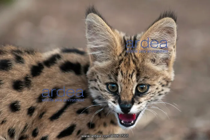 : Young Serval Cat (Felis serval), Captive : Young Serval Cat (Felis serval), Captive