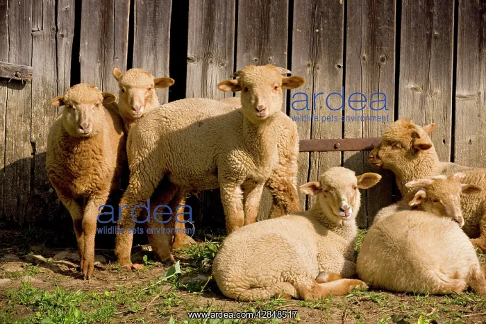  : Young Sheep in courtyard of Saxon house