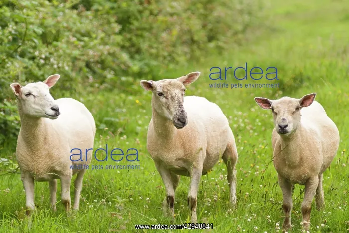 : Three young Sheep - Recently shorn, breed uncertain : Three young Sheep - Recently shorn, breed uncertain