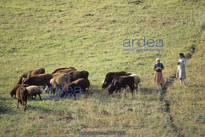 : Young shepherdesses and their flock Central Anatolia Turkey : Young shepherdesses and their flock Central Anatolia Turkey