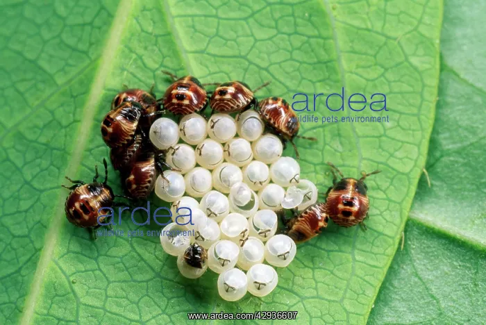 : Young Shield Bug / Stink bug - : Young Shield Bug / Stink bug -