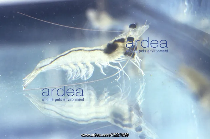: Young shrimp feeding : Young shrimp feeding