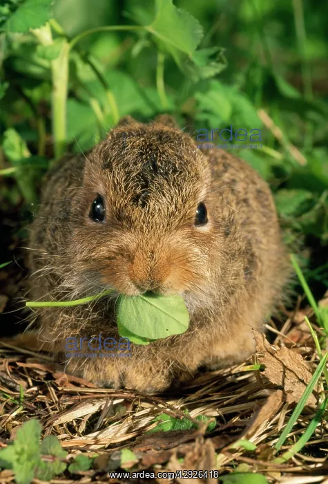 : Young Siberian HARE - leveret, sitting : Young Siberian HARE - leveret, sitting