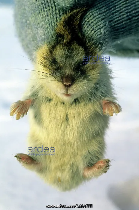 : Young Siberian Lemming - being held by a researcher : Young Siberian Lemming - being held by a researcher