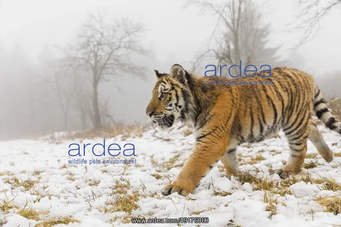 : One young Siberian Tiger, Panthera tigris altaica : One young Siberian Tiger, Panthera tigris altaica