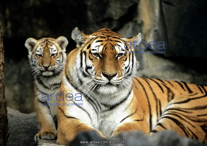 : Young sibirian tiger, Panthera tigris altaica : Young sibirian tiger, Panthera tigris altaica