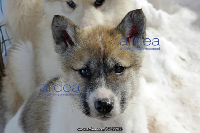: Young sledge dog, portrait, Sisimuit, Greenland : Young sledge dog, portrait, Sisimuit, Greenland