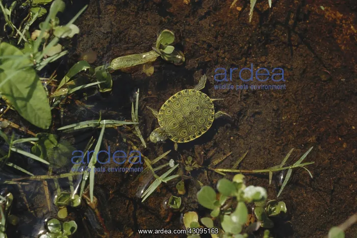 : Young Slider Turtle : Young Slider Turtle