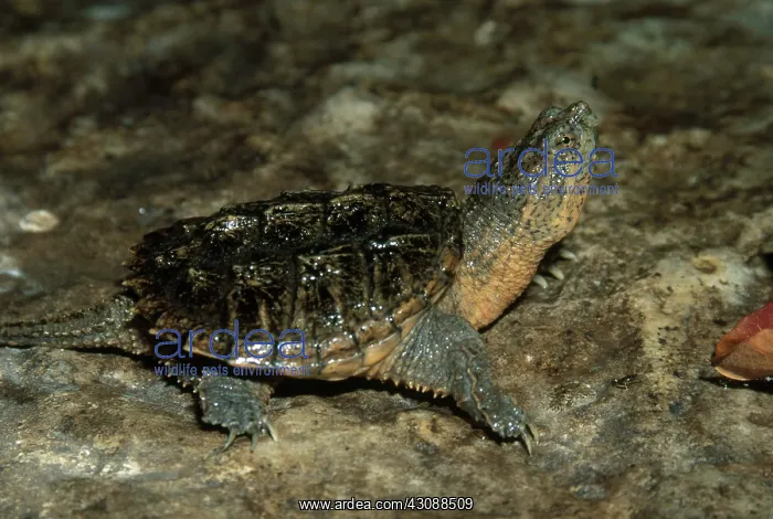 : Young Snapping Turtle : Young Snapping Turtle