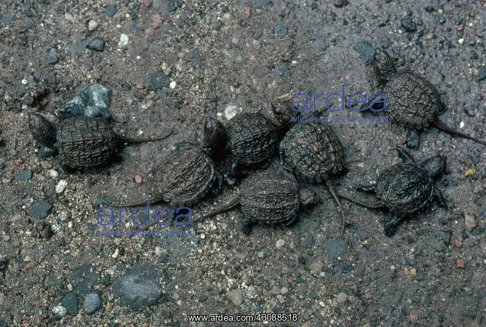 : Young Snapping Turtles : Young Snapping Turtles