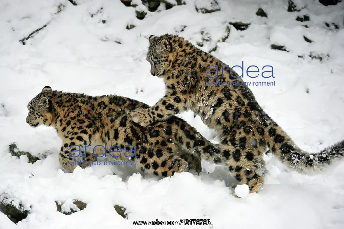 : Young Snow leopards (Panthera uncia), captive, play : Young Snow leopards (Panthera uncia), captive, play