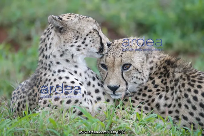 : Two young Southeast African cheetahs (Acinonyx jubatus j : Two young Southeast African cheetahs (Acinonyx jubatus j