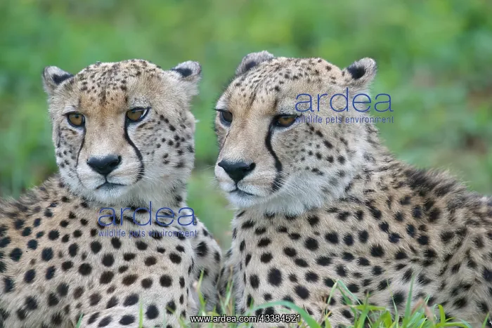 : Two young Southeast African cheetahs (Acinonyx jubatus j : Two young Southeast African cheetahs (Acinonyx jubatus j