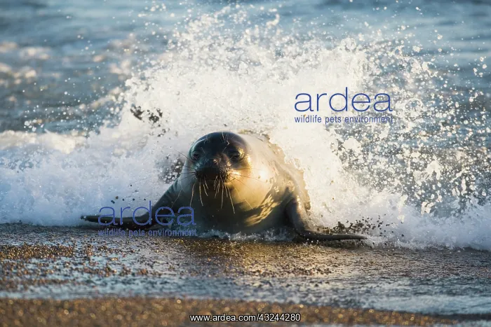 : young southern elephant seal (Mirounga leonina) : young southern elephant seal (Mirounga leonina)