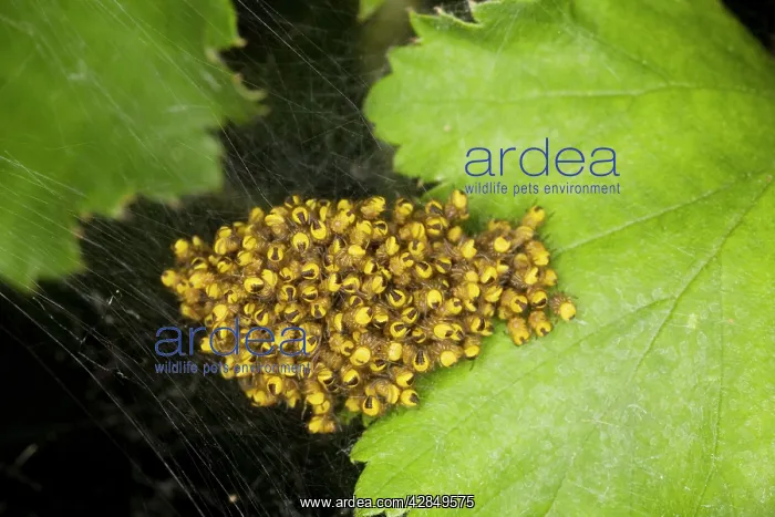 : Young spiderlings of garden spider - normally grouped : Young spiderlings of garden spider - normally grouped