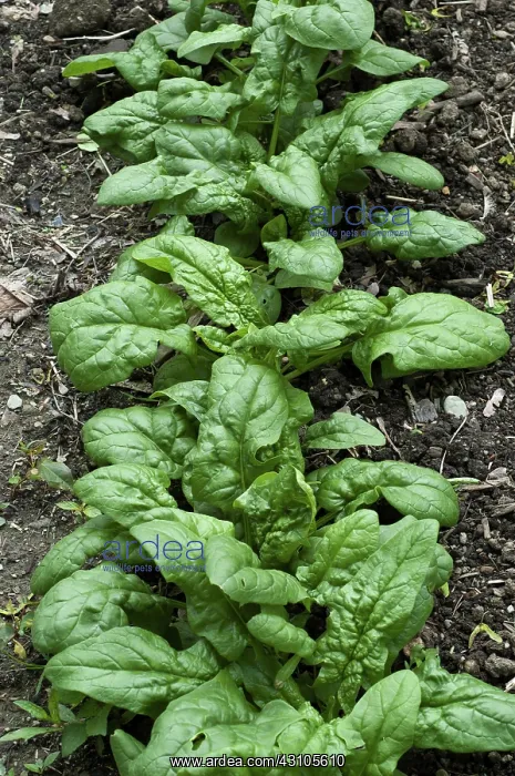 : Young Spinach in a Garden : Young Spinach in a Garden