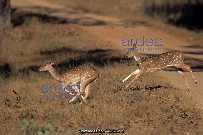 : Young Spotted Deer / Chital - running : Young Spotted Deer / Chital - running