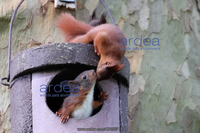 : Two young squirrels (Sciurus vulgaris) on owl nesting : Two young squirrels (Sciurus vulgaris) on owl nesting