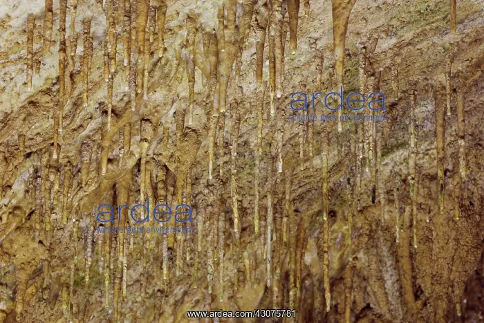 : Young Stalactites : Young Stalactites