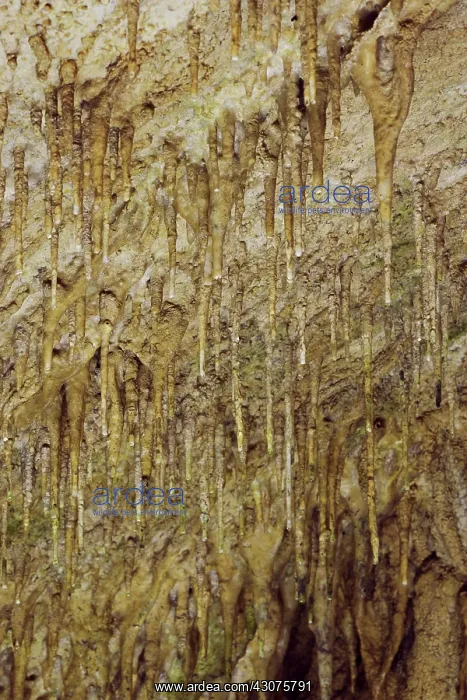 : Young Stalactites : Young Stalactites