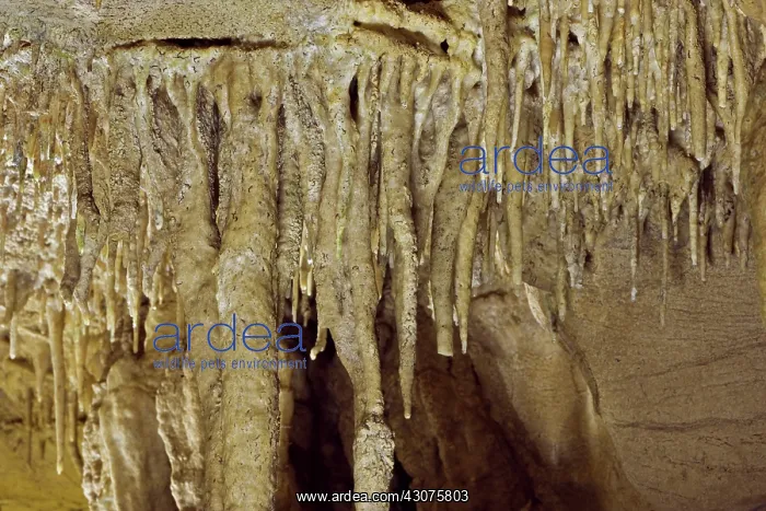 : Young Stalactites : Young Stalactites