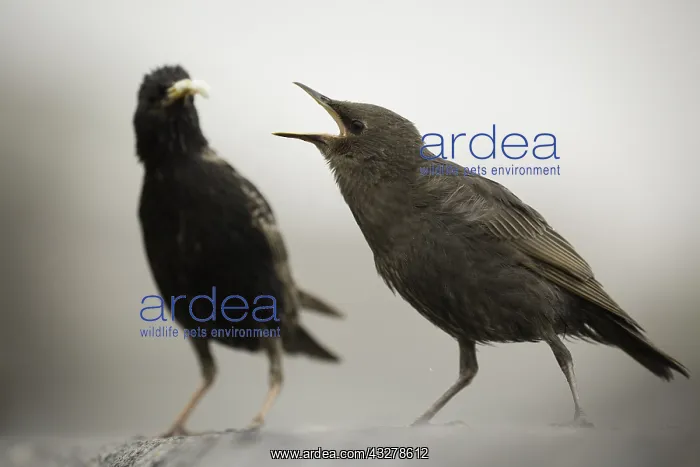 : A young starling (Sturnus vulgaris) demands food : A young starling (Sturnus vulgaris) demands food